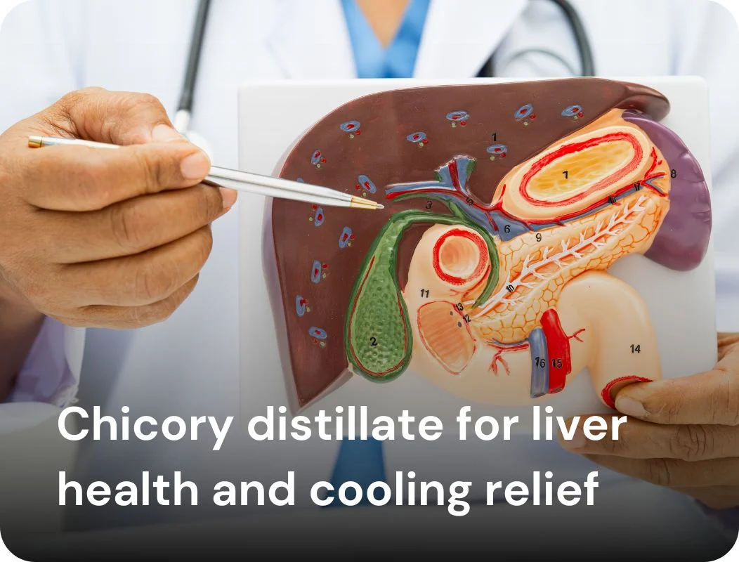 Chicory distillate for liver health and cooling relief
