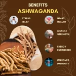 Ashwagandha - Indian Ginseng - अश्वगंधा - Image 3