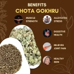 Chota Gokhru - Small Caltrops - छोटा गोखरू - Image 3