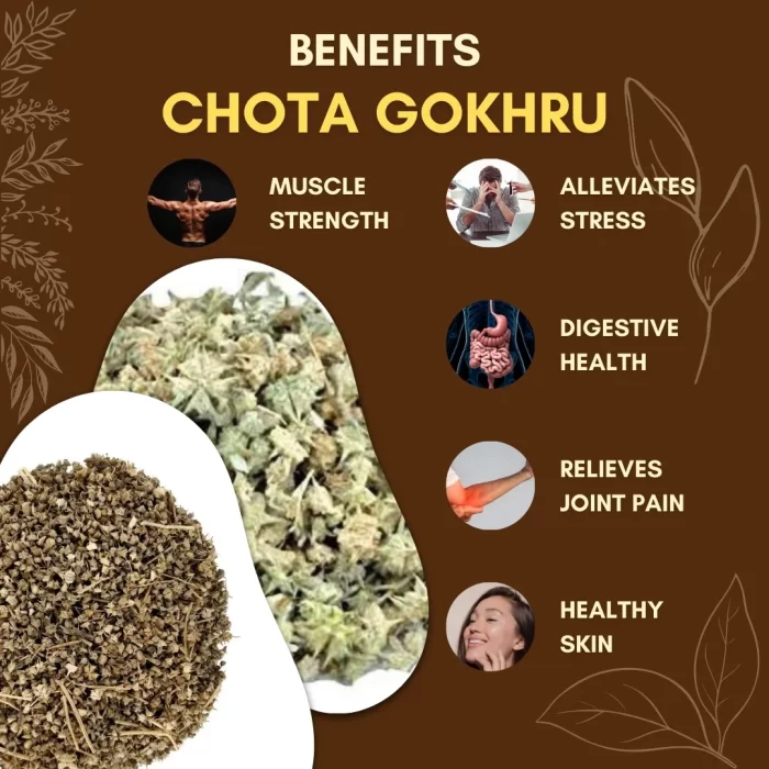 Chota Gokhru - Small Caltrops - छोटा गोखरू - Image 3