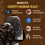 Choti Harad Kali - Black Haritaki - छोटी हरड़ काली - Terminalia chebula - Image 3