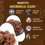 Moringa Gum - Drumstick Tree Gum - मोरिंगा गोंद - Moringa oleifera - Image 3