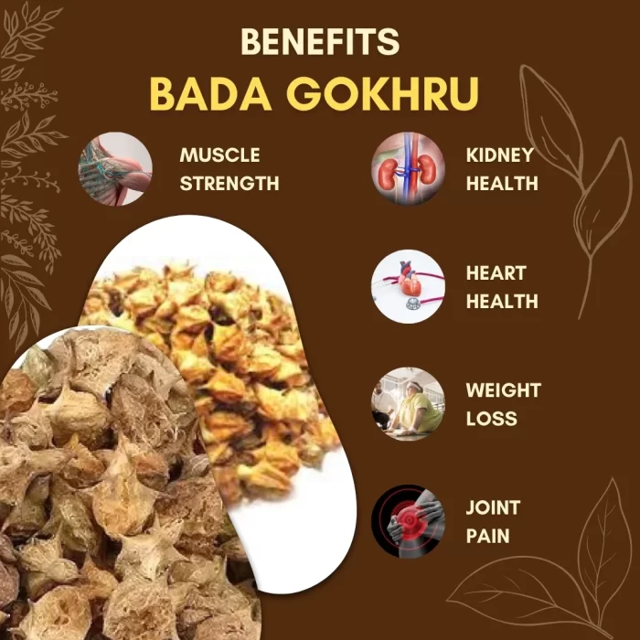 8 Bada Gokhru - Gokshura - गोखरू - Tribulus terrestris - Image 3