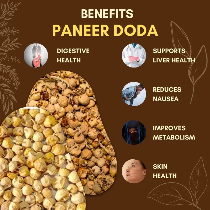 Paneer Doda - पनीर दोड़ा - Withania coagulans - Image 3