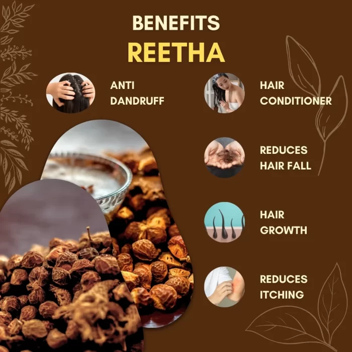 Reetha - Soapnut - रीठा - Sapindus mukorossi - Image 3