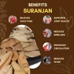 Suranjan - Indian Colchicum - सुरंजन - Colchicum luteum - Image 3