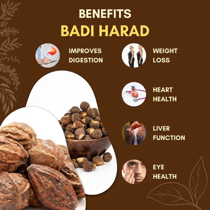 Badi Harad - Haritaki - बड़ी हरड़ - Terminalia chebula - Image 3