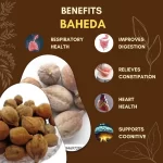 Baheda - Bibhitaki - बहेड़ा - Terminalia bellirica - Image 3