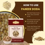 Paneer Doda - पनीर दोड़ा - Withania coagulans - Image 4