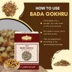 Bada Gokhru - Gokshura - गोखरू - Tribulus terrestris - Image 4