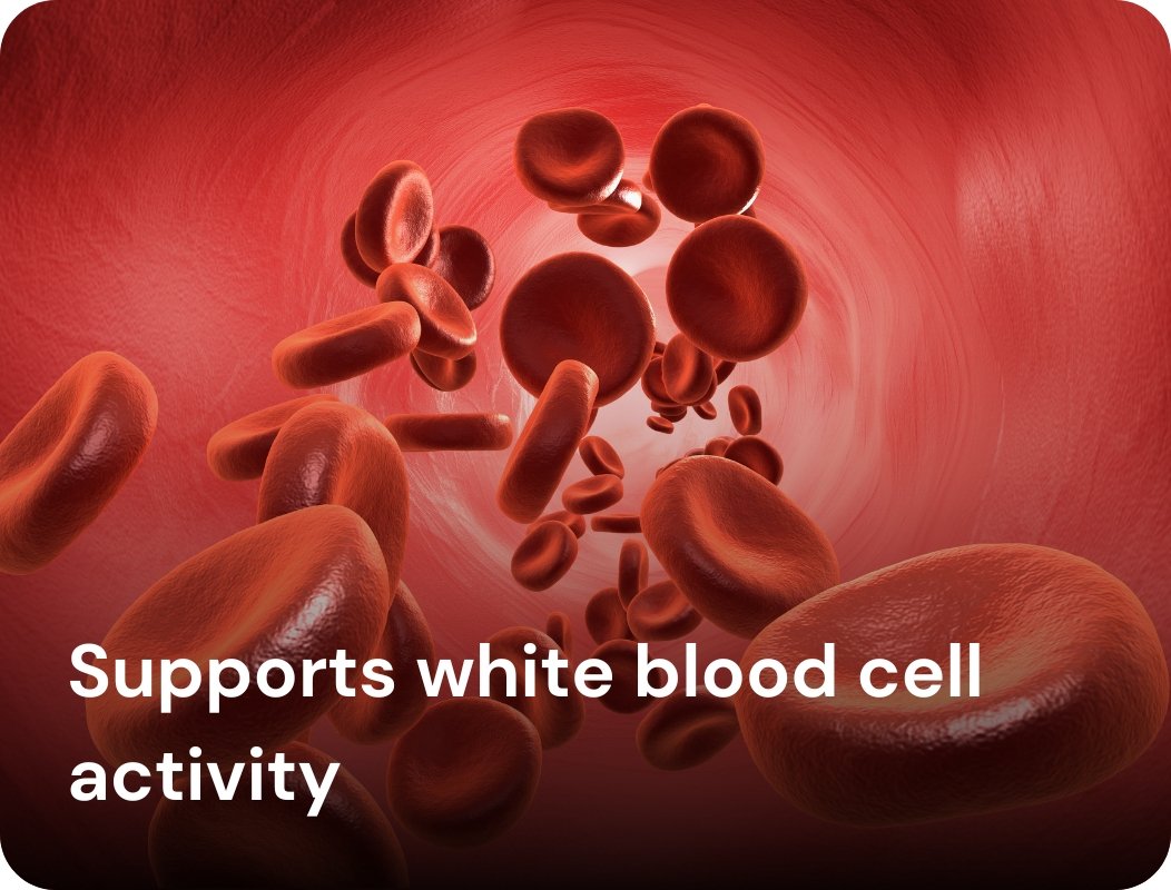 Supports white blood cell activity