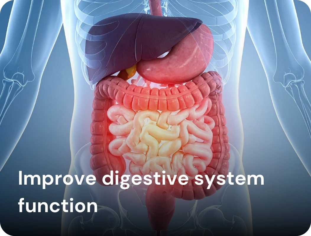 Improve digestive system function